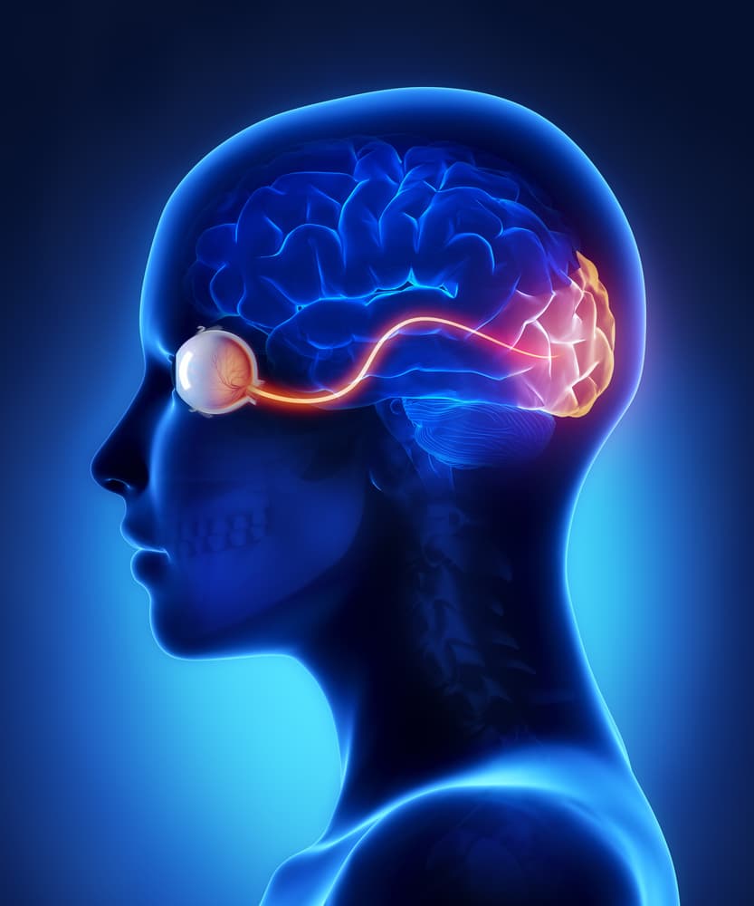 Eye and Visual Cortex Nerves.